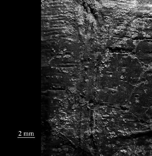 Metaconularia punctata (Slater, 1907) - CL 669. Metaconularia punctata (specimen detail)