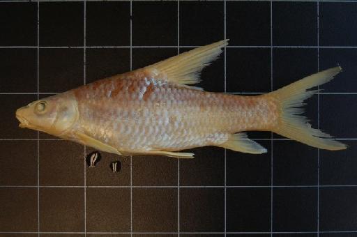 Barbus bynni (Forsskål, 1775) - BMNH 1909.12.2.1230 Barbus bynni (Neotype) a