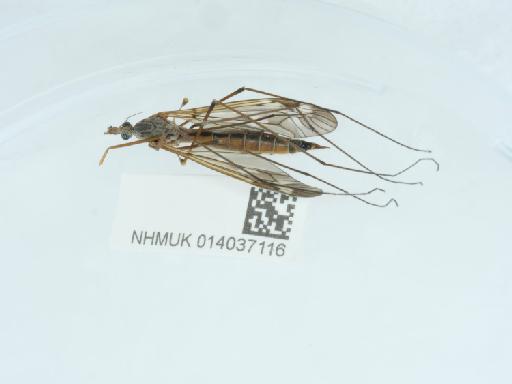 Tipula (Beringotipula) unca Wiedemann, 1817 - 014037116_1