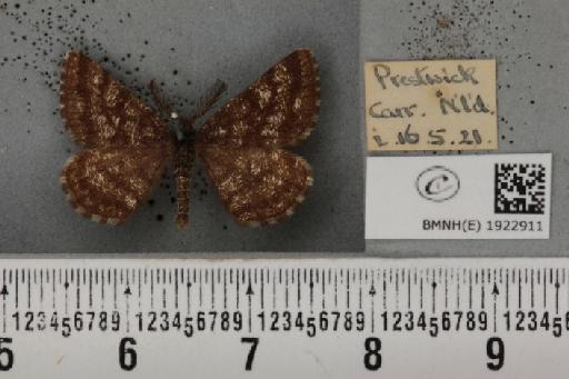 Ematurga atomaria (Linnaeus, 1758) - BMNHE_1922911_487496