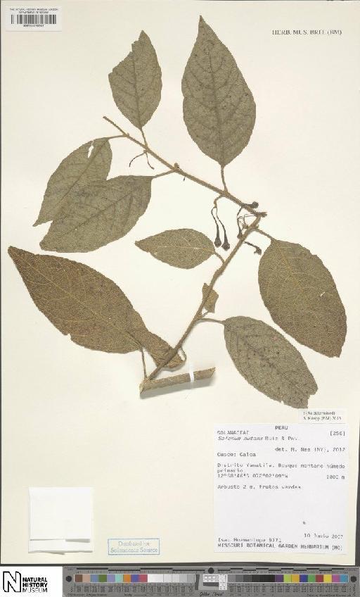 Solanum nutans Ruiz & Pav. - BM001120201