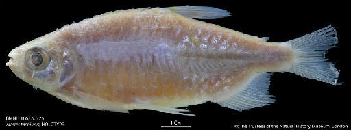 Alestes taeniurus Günther, 1867 - BMNH 1867.5.3.26 Alestes taeniurus, HOLOTYPE