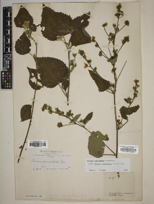 Pavonia paniculata Cav. - BM000583531