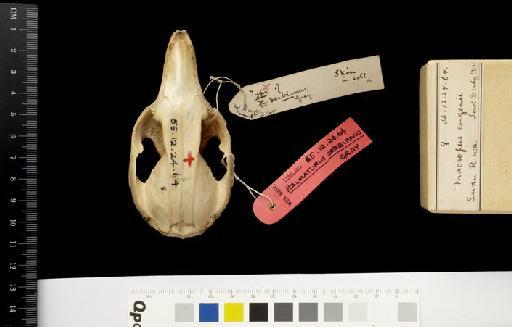 Halmaturus derbianus Gray, 1837 - 1855.12.24.64_Skull_Dorsal