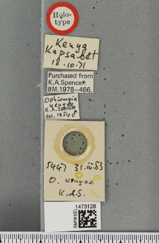 Ophiomyia kenyae Spencer, 1985 - BMNHE_1473128_label_47458