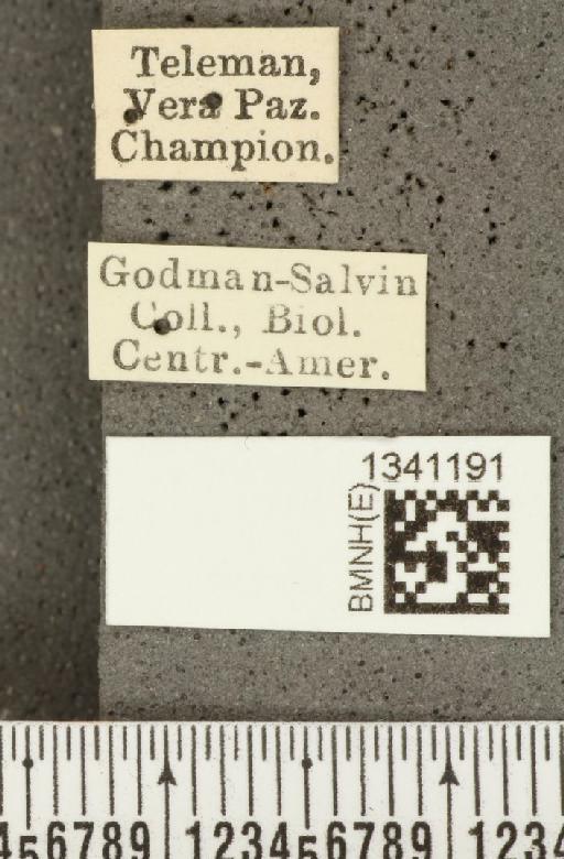 Diabrotica flaviventris Jacoby, 1887 - BMNHE_1341191_label_22961