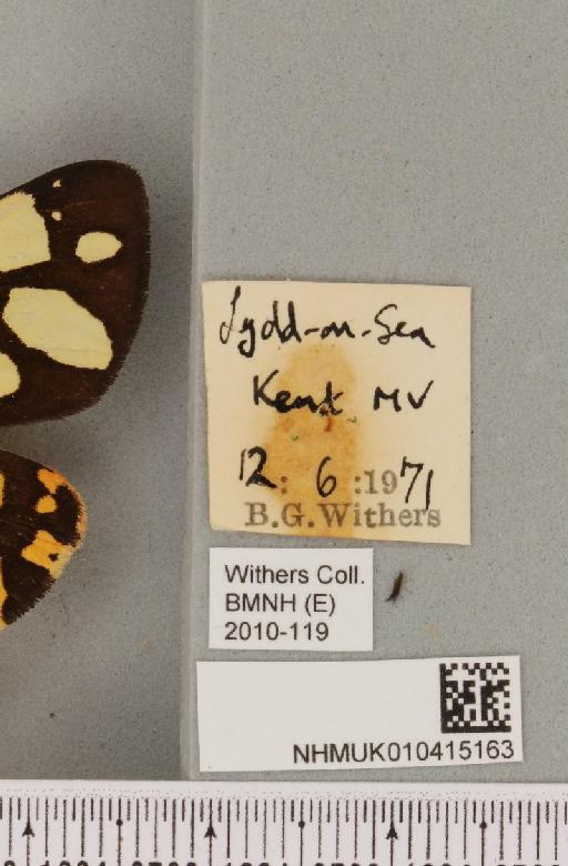 Arctia villica britannica Oberthür, 1911 - NHMUK_010415163_label_520173