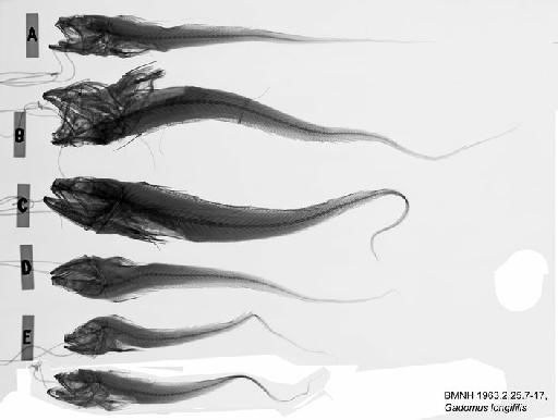 Gadomus longifilis (Goode & Bean, 1885) - BMNH 1963.2.25.7-17, Gadomus longifilis, Radiograph