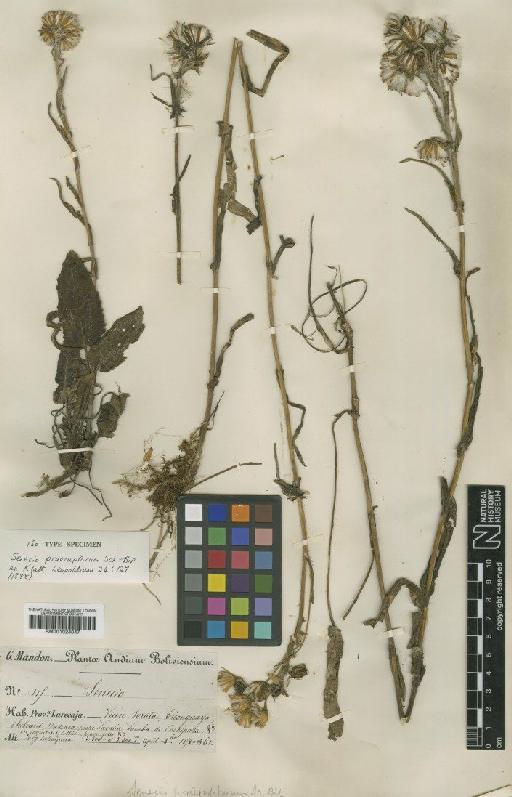 Senecio praeruptorum Sch.Bip. ex Klatt - BM001024047