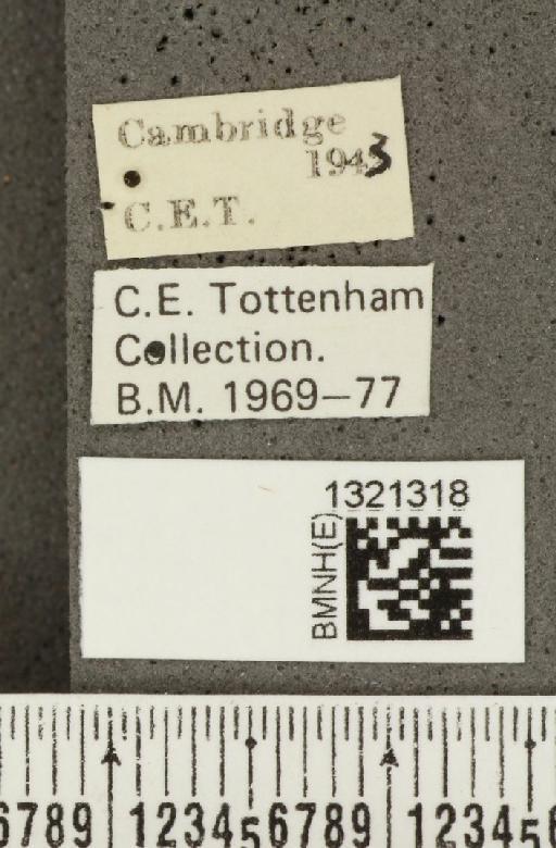 Crioceris (Crioceris) asparagi (Linnaeus, 1758) - BMNHE_1321318_label_11436