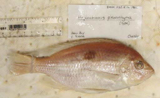 Haplochromis pleurostigma Trewavas, 1935 - BMNH 1935.6.14.1982, HOLOTYPE, Haplochromis pleurostigma