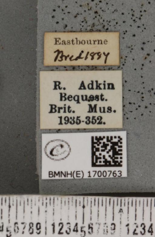 Earias clorana (Linnaeus, 1761) - BMNHE_1700763_label_297003