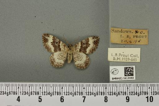 Epirrhoe rivata ab. divisa Lempke, 1950 - BMNHE_1614443_316667