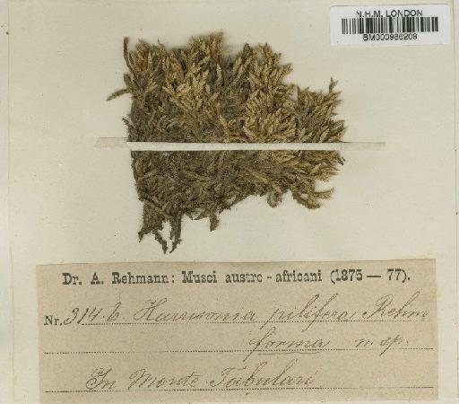 Rhacocarpus ecklonianus (Müll.Hal.) Broth. - BM000986209