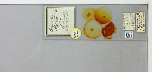 Brunettia biformis Edwards, 1928 - 015412653_299638_1328565_157720_Type