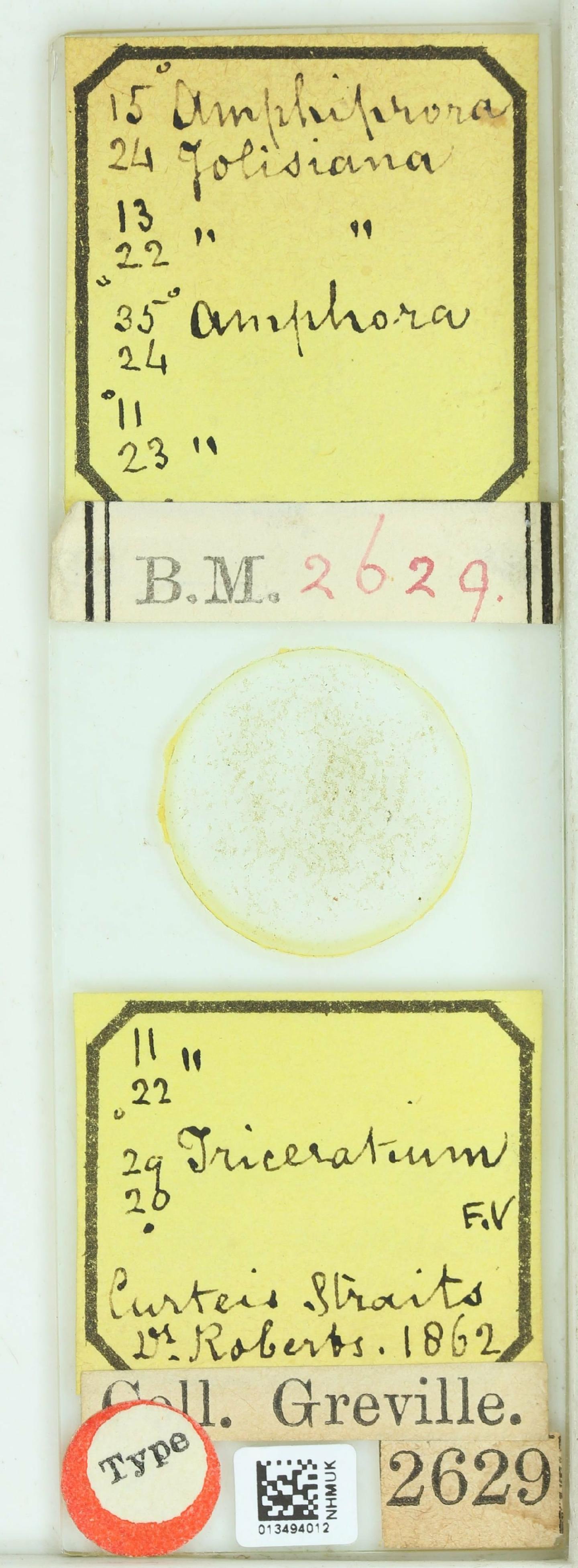 To NHMUK collection (Amphiprora jolisiana Grev.; Holotype; NHMUK:ecatalogue:4737738)