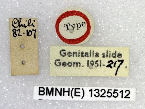 Nebula mathewi (Butler, 1883) - Psaliodees mathewi Butler type male 1325512 labels