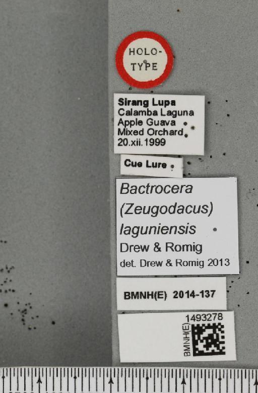 Bactrocera (Zeugodacus) laguniensis Drew & Romig, 2013 - BMNHE_1493278_label_44138