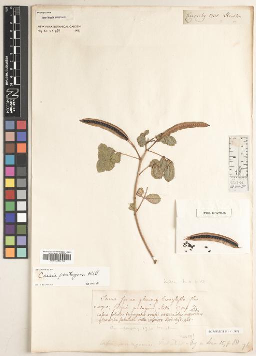 Senna pentagonia (Mill.) H.S.Irwin & Barneby - BM000952146