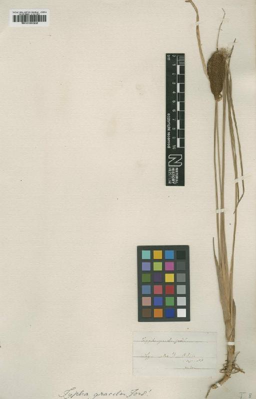 Typha lugdunensis P.Chabert - BM001066932