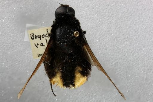 Bryodemina valida (Wiedemann, 1830) - Bryodemina valida male dorsal