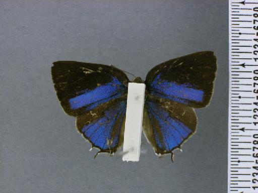 Thecla mecrida Hewitson, 1867 - NHMUK010891002_Celmia_mecrida_Hewitson_syntype_Dorsal