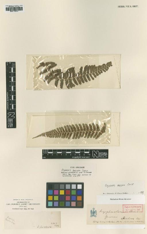 Dryopteris basisora Christ - BM001066061