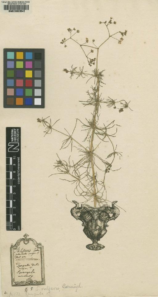 Spergula arvensis L. - BM000628545