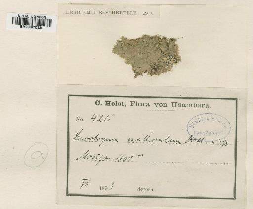 Leucobryum molliculum Broth. - BM000870324
