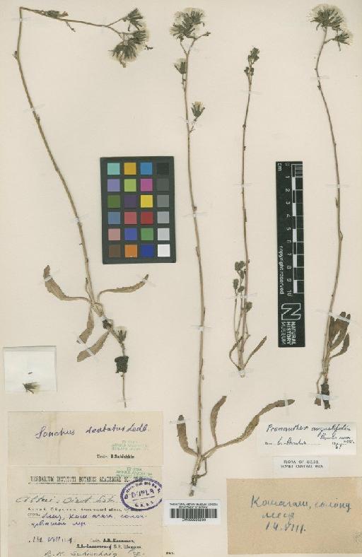 Prenanthes angustifolia Boulos - BM000996236