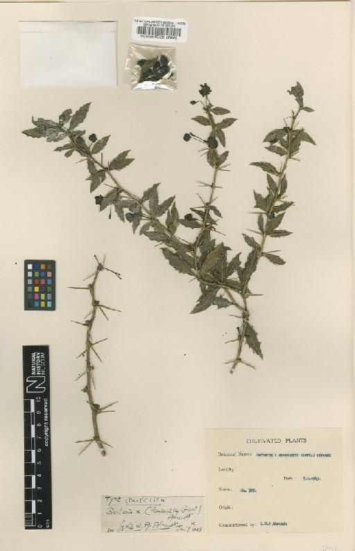 Berberis × chenaultii Ahrendt - BM000554528