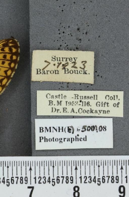 Boloria selene selene ab. flavescens Lempke, 1956 - BMNHE_500108_label_30218