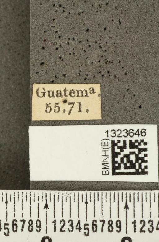 Amphelasma unilineatum (Jacoby, 1887) - BMNHE_1323646_label_20444