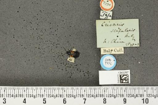 Lilioceris (Lilioceris) scapularis (Baly, 1859) - BMNHE_1343257_13939