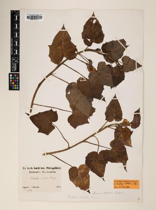 Ipomoea batatas (L.) Lam. - 001011115