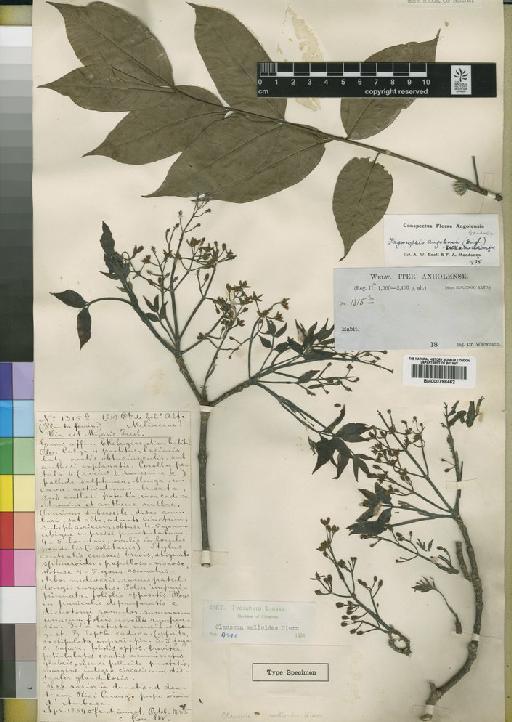 Fagaropsis angolensis (Engl.) Dale - BM000798462