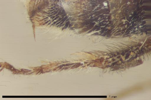 Halictus gemmatus Smith, F., 1853 - Halictus_gemmatus-NHMUK010265371-type-female-right_hind_tibial_inner_spur-10_0x