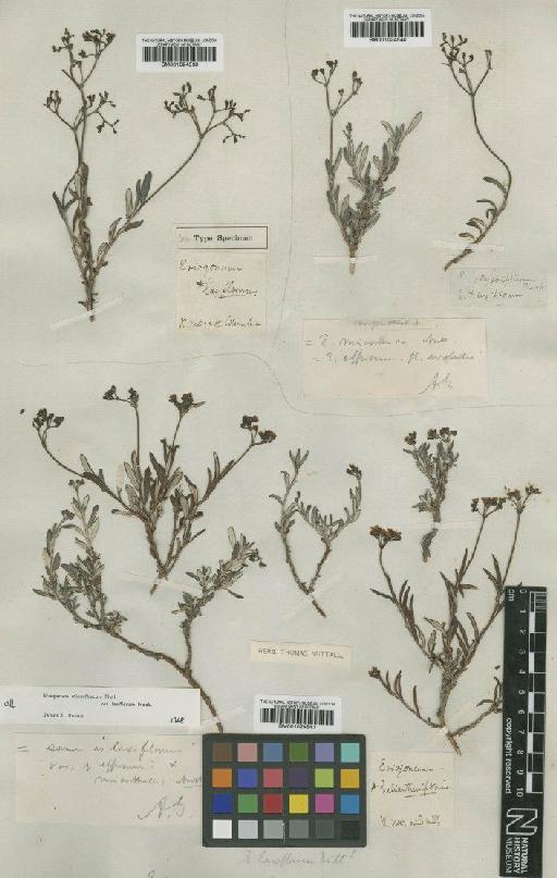 Eriogonum microthecum var. laxiflorum Hook. - BM001024541