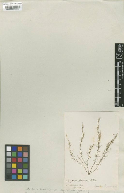 Chordaria linearis (Hook.f. & Harv.) Cotton - BM000562661