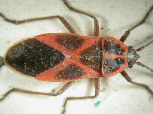 Tropidothorax cruciger Motschulsky - Hemiptera: Tropidothorax Cru