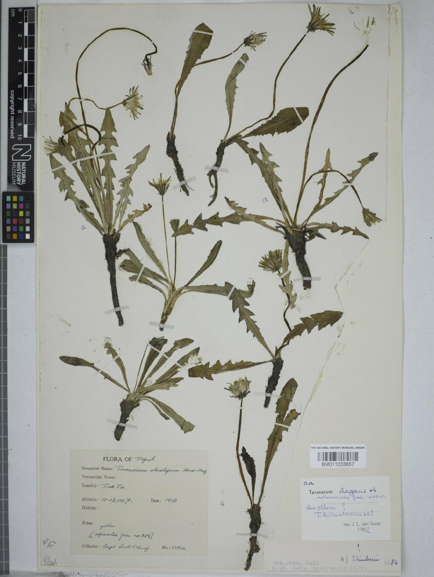 To NHMUK collection (Taraxacum elegans Soest; NHMUK:ecatalogue:9157270)