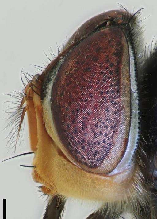 Chrysomya bezziana Villeneuve, 1914 - Chrysomya bezziana head lateral