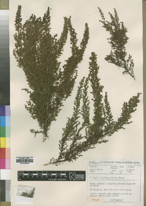 Philippia notholeeana E.G.H.Oliv. - BM000925284