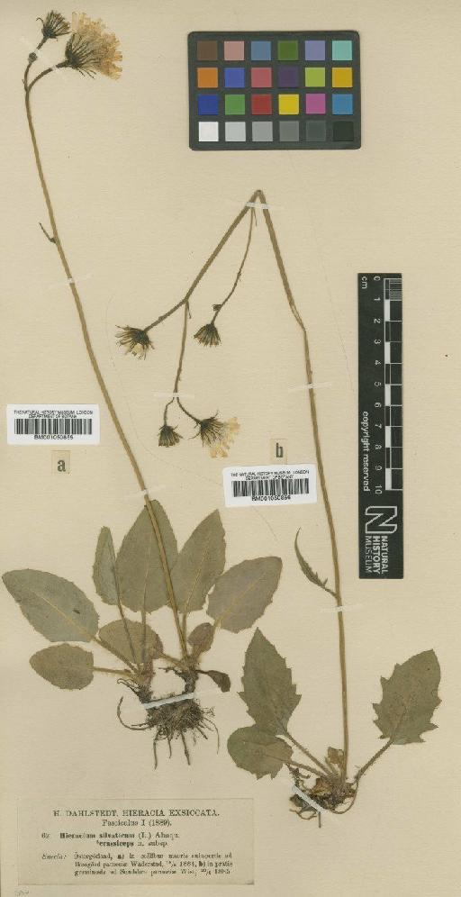Hieracium murorum subsp. crassiceps (Dahlst.) Zahn - BM001050855