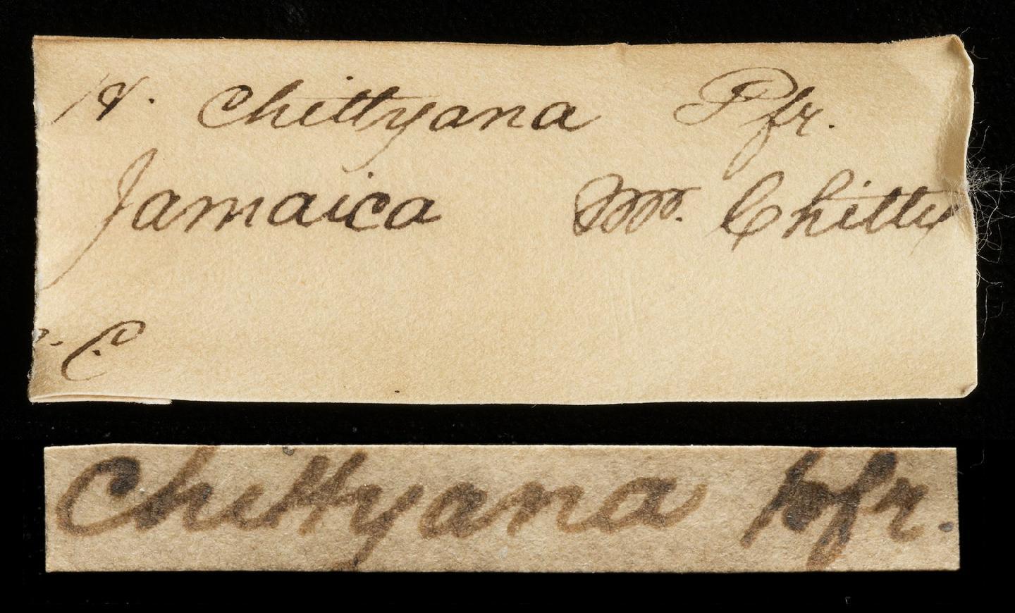 To NHMUK collection (Trochatella chittyana L. Pfeiffer, 1858; SYNTYPE(S); NHMUK:ecatalogue:8221933)