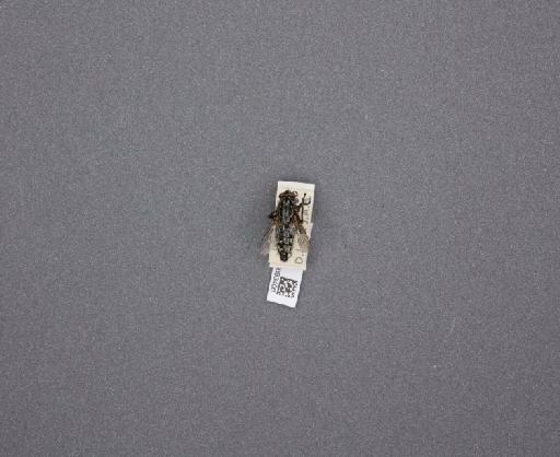 Sarcophaga (Thyrsocnema) incisilobata Pandelle, 1896 - 015093406_234562_1297059