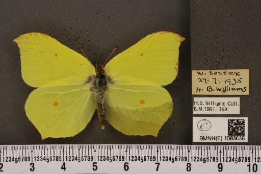 Gonepteryx rhamni rhamni Linnaeus, 1758 - BMNHE_1083636_63776