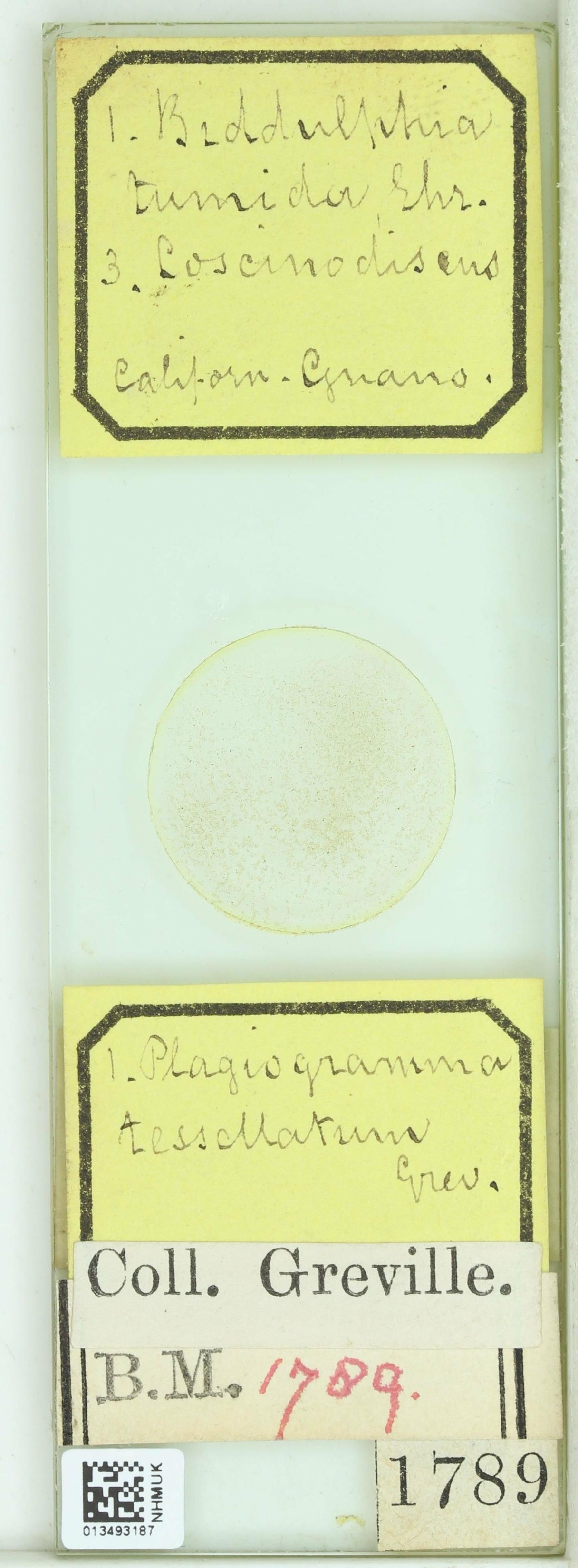 To NHMUK collection (Plagiogramma tessellatum Grev.; Holotype; NHMUK:ecatalogue:4734632)