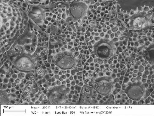 Calyptotheca thornelyae Dumont, 1981 - Calyptotheca_thornelyae_msj05120