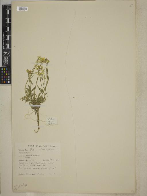 Erysimum hieracifolium L. - BM001241955